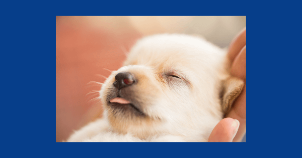 雑種犬　かわいい