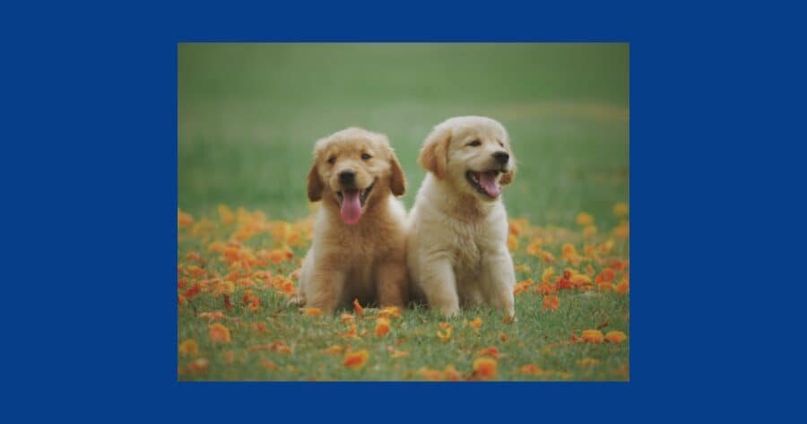 雑種犬　かわいい　気質