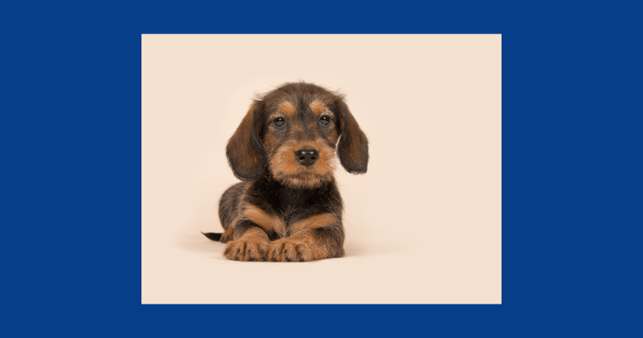 雑種犬　かわいい　忠誠心