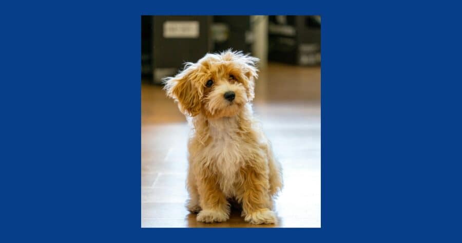 雑種犬　かわいい　家族愛