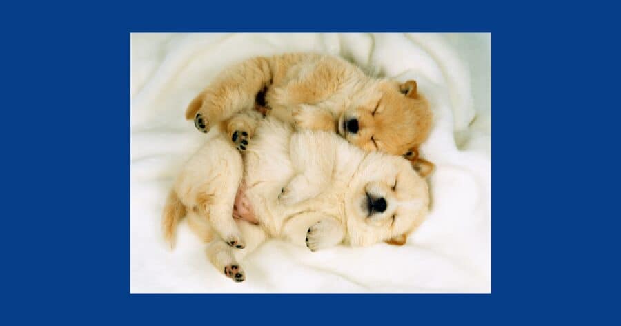 雑種犬　かわいい　分離不安