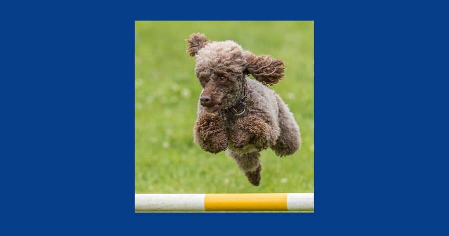 雑種犬　かわいい　特殊能力