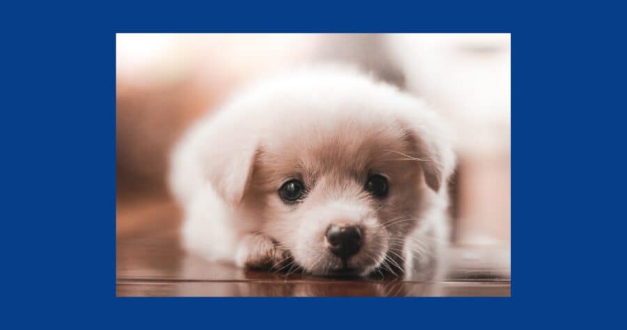 雑種犬　かわいい　健康